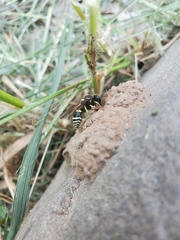 Ancistrocerus waldenii