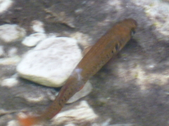 Galaxias truttaceus