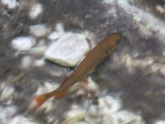 Galaxias truttaceus