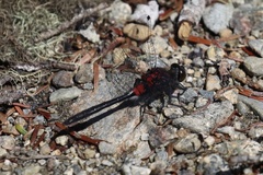 Leucorrhinia glacialis