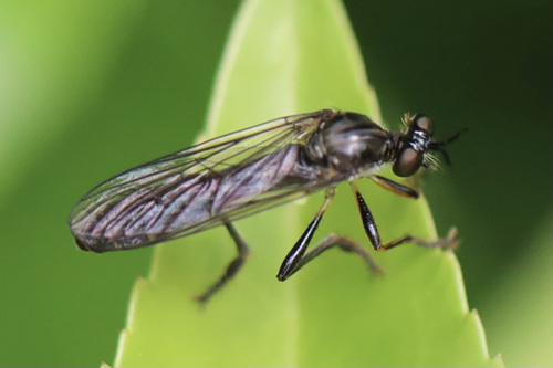 Dioctria hyalipennis nuotrauka