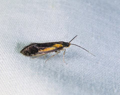 Mathildana newmanella