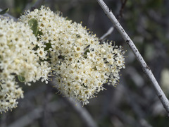 Ceanothus cuneatus cuneatus