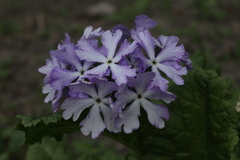 Primula sieboldii
