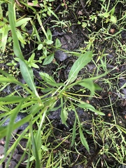 Eryngium hookeri