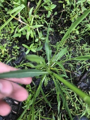 Eryngium hookeri