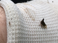 Aconophora compressa