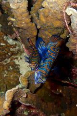 Synchiropus splendidus