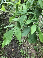 Fraxinus profunda