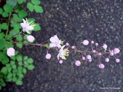 Thalictrum reniforme