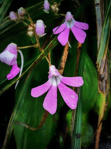 Impatiens acaulis Arn.