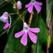 Impatiens acaulis - Photo (c) Prasad Gopalkrishna Gond, some rights reserved (CC BY-NC), uploaded by Prasad Gopalkrishna Gond