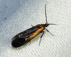 Mathildana newmanella