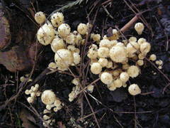 Pholiota subflammans