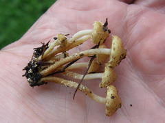 Pholiota subflammans