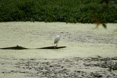 Ardea intermedia intermedia