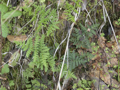 Pentagramma triangularis triangularis