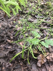 Cynosciadium digitatum