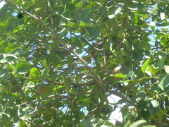 Thamnophilus palliatus