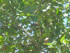 Thamnophilus palliatus