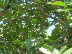 Thamnophilus palliatus