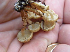 Pholiota subflammans