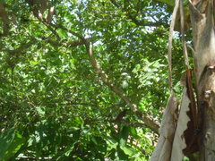 Thamnophilus palliatus