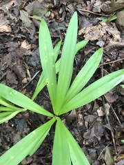 Hymenocallis occidentalis eulae