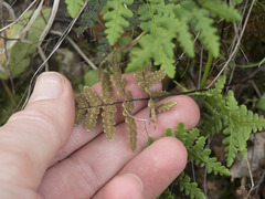Pentagramma triangularis triangularis