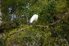 Ardea intermedia intermedia