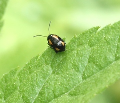 Phyllotreta tetrastigma
