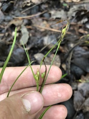 Carex bulbostylis