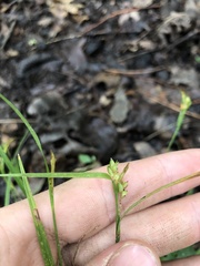 Carex bulbostylis