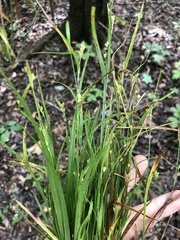 Carex bulbostylis