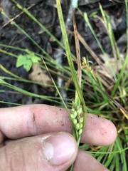 Carex bulbostylis