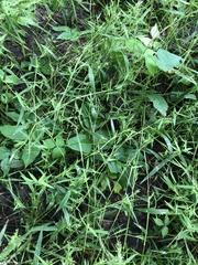 Dichanthelium spretum