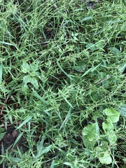 Dichanthelium spretum