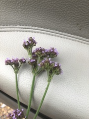 Verbena incompta