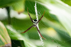 Argiope reinwardti