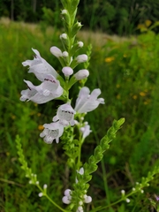 Physostegia angustifolia