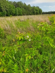Physostegia angustifolia