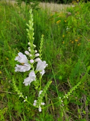 Physostegia angustifolia