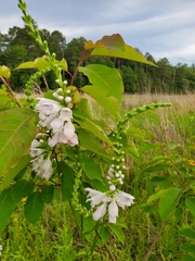 Physostegia angustifolia