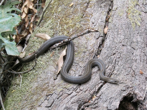 Galvarinus chilensis