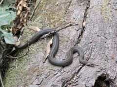 Galvarinus chilensis