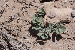 Pediomelum megalanthum