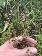 Juncus nodatus