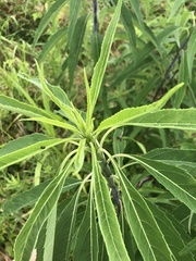 Helianthus verticillatus