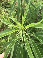 Helianthus verticillatus