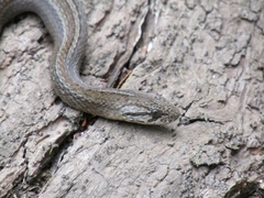 Galvarinus chilensis